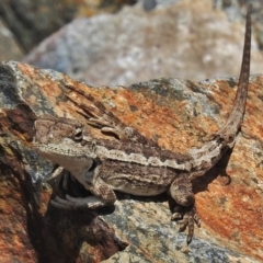 Rankinia diemensis (Mountain Dragon) at Tharwa, ACT - 12 Nov 2018 by JohnBundock