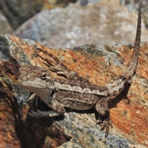 Rankinia diemensis at Tharwa, ACT - 13 Nov 2018