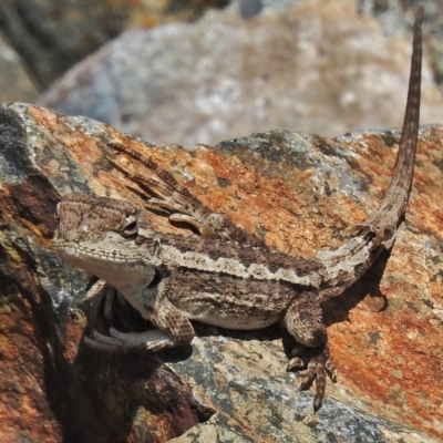 Rankinia diemensis (Mountain Dragon) at Namadgi National Park - 12 Nov 2018 by JohnBundock