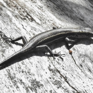 Pseudemoia spenceri at Tharwa, ACT - 13 Nov 2018 09:17 AM