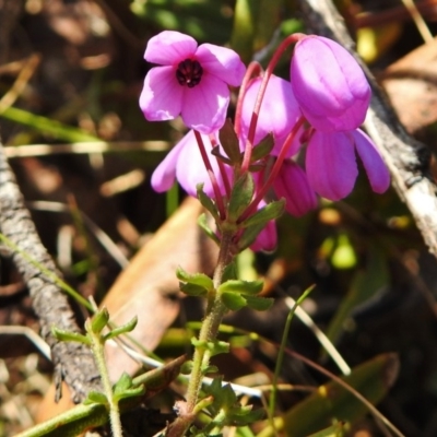 Tetratheca bauerifolia (Heath Pink-bells) at Booth, ACT - 13 Nov 2018 by JohnBundock