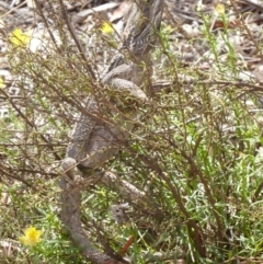 Pogona barbata (Eastern Bearded Dragon) at Hughes Grassy Woodland - 13 Nov 2018 by JackyF