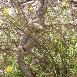 Pogona barbata at Hughes, ACT - 13 Nov 2018