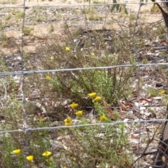 Pogona barbata at Hughes, ACT - suppressed