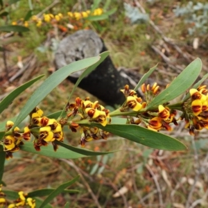 Daviesia mimosoides subsp. mimosoides at Booth, ACT - 13 Nov 2018 11:14 AM