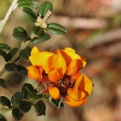 Oxylobium ellipticum (Common Shaggy Pea) at Booth, ACT - 13 Nov 2018 by JohnBundock