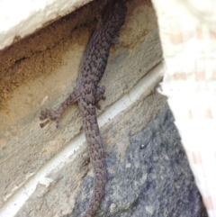 Christinus marmoratus at Red Hill, ACT - 29 Dec 2013