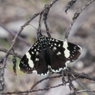 Idalima affinis (A day flying moth) at Namadgi National Park - 11 Nov 2018 by SWishart