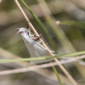 Zacorus carus at Tharwa, ACT - 11 Nov 2018