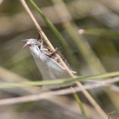 Zacorus carus (White Wingia) at Tharwa, ACT - 11 Nov 2018 by SWishart