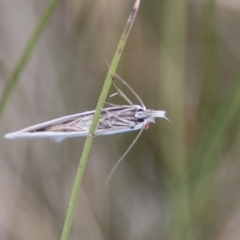 Zacorus carus at Tharwa, ACT - 11 Nov 2018 01:10 PM