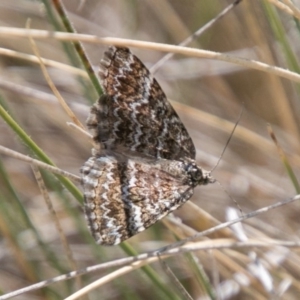 Chrysolarentia heliacaria at Tharwa, ACT - 11 Nov 2018 12:36 PM