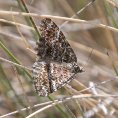 Chrysolarentia heliacaria (Heliacaria Carpet) at Tharwa, ACT - 11 Nov 2018 by SWishart