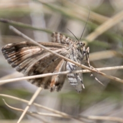 Chrysolarentia heliacaria at Tharwa, ACT - 11 Nov 2018