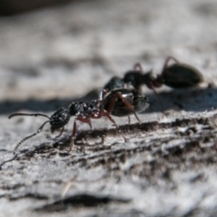 Dolichoderus sp. (genus) (A dolly ant) at Rendezvous Creek, ACT - 11 Nov 2018 by SWishart
