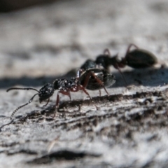 Dolichoderus sp. (genus) (A dolly ant) at Rendezvous Creek, ACT - 10 Nov 2018 by SWishart