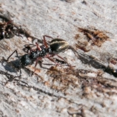 Dolichoderus sp. (genus) at Rendezvous Creek, ACT - 11 Nov 2018 10:34 AM