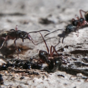 Dolichoderus sp. (genus) at Rendezvous Creek, ACT - 11 Nov 2018 10:34 AM