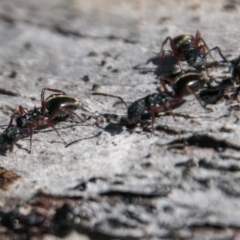 Dolichoderus sp. (genus) at Rendezvous Creek, ACT - 11 Nov 2018 10:34 AM