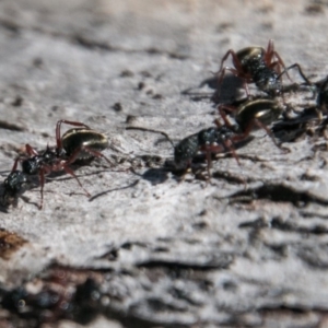 Dolichoderus sp. (genus) at Rendezvous Creek, ACT - 11 Nov 2018