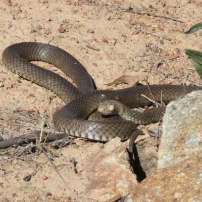 Pseudonaja textilis (Eastern Brown Snake) at Illilanga & Baroona - 11 Nov 2018 by Illilanga