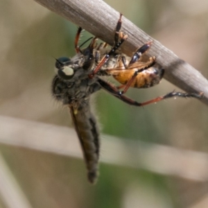 Neoaratus hercules at Stromlo, ACT - 4 Nov 2018 02:35 PM