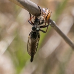 Neoaratus hercules at Stromlo, ACT - 4 Nov 2018 02:35 PM