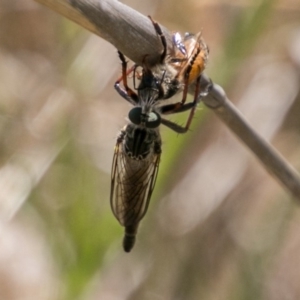 Neoaratus hercules at Stromlo, ACT - 4 Nov 2018 02:35 PM