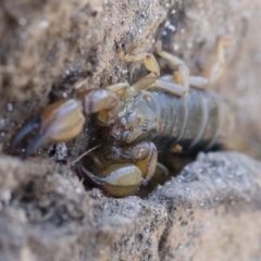 Urodacus manicatus (Black Rock Scorpion) at Illilanga & Baroona - 12 Nov 2018 by Illilanga