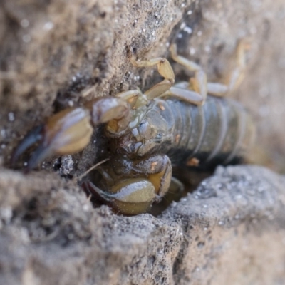 Urodacus manicatus (Black Rock Scorpion) at Illilanga & Baroona - 12 Nov 2018 by Illilanga