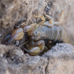 Urodacus manicatus (Black Rock Scorpion) at Michelago, NSW - 12 Nov 2018 by Illilanga