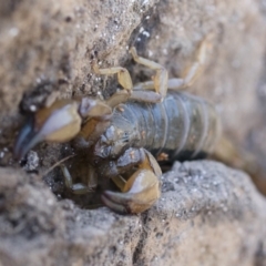 Urodacus manicatus at Michelago, NSW - 12 Nov 2018