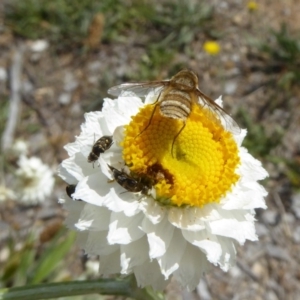 Villa sp. (genus) at Molonglo Valley, ACT - 13 Nov 2018