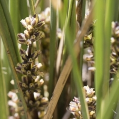 Lomandra longifolia (Spiny-headed Mat-rush, Honey Reed) at Michelago, NSW - 11 Nov 2018 by Illilanga