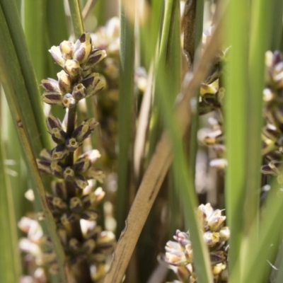 Lomandra longifolia (Spiny-headed Mat-rush, Honey Reed) at Michelago, NSW - 12 Nov 2018 by Illilanga