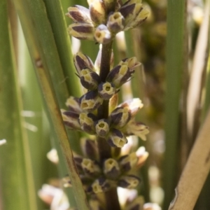 Lomandra longifolia at Illilanga & Baroona - 12 Nov 2018 09:51 AM