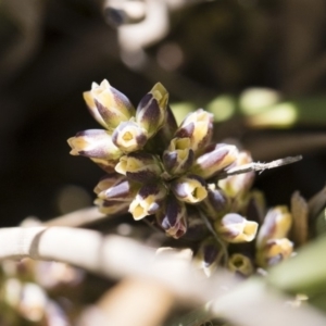 Lomandra longifolia at Illilanga & Baroona - 12 Nov 2018