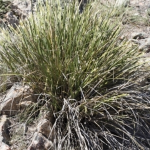 Lomandra longifolia at Illilanga & Baroona - 12 Nov 2018 09:51 AM