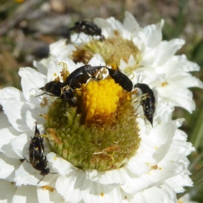 Mordellidae (family) (Unidentified pintail or tumbling flower beetle) at Molonglo Valley, ACT - 13 Nov 2018 by AndyRussell