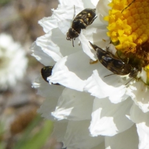 Mordellidae (family) at Molonglo Valley, ACT - 13 Nov 2018