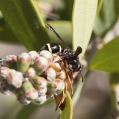 Eumeninae (subfamily) (Unidentified Potter wasp) at Michelago, NSW - 12 Nov 2018 by Illilanga