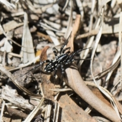 Nyssus albopunctatus (White-spotted swift spider) at Illilanga & Baroona - 10 Nov 2018 by Illilanga