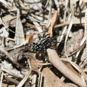 Nyssus albopunctatus at Michelago, NSW - 11 Nov 2018 09:55 AM