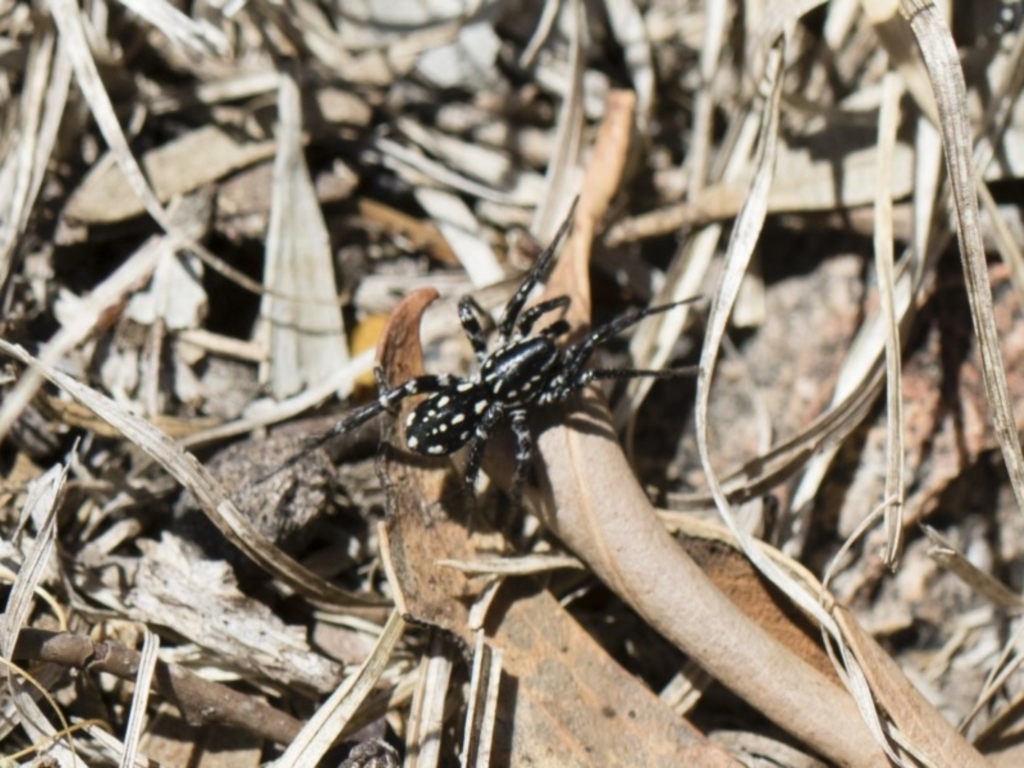 Nyssus albopunctatus at Michelago, NSW - 11 Nov 2018