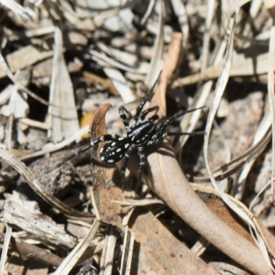 Nyssus albopunctatus (White-spotted swift spider) at Michelago, NSW - 10 Nov 2018 by Illilanga