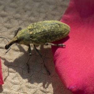 Larinus latus at Higgins, ACT - 13 Nov 2018 07:54 AM