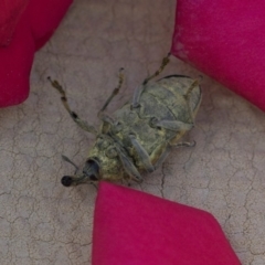 Larinus latus at Higgins, ACT - 13 Nov 2018 07:54 AM