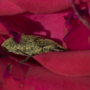 Larinus latus at Higgins, ACT - 13 Nov 2018 07:54 AM