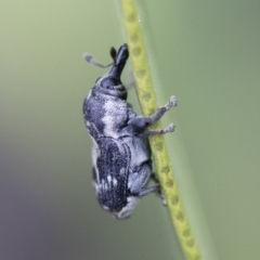 Neolaemosaccus sp. (genus) (A weevil) at Michelago, NSW - 9 Nov 2018 by Illilanga