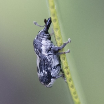 Neolaemosaccus sp. (genus) (A weevil) at Michelago, NSW - 10 Nov 2018 by Illilanga